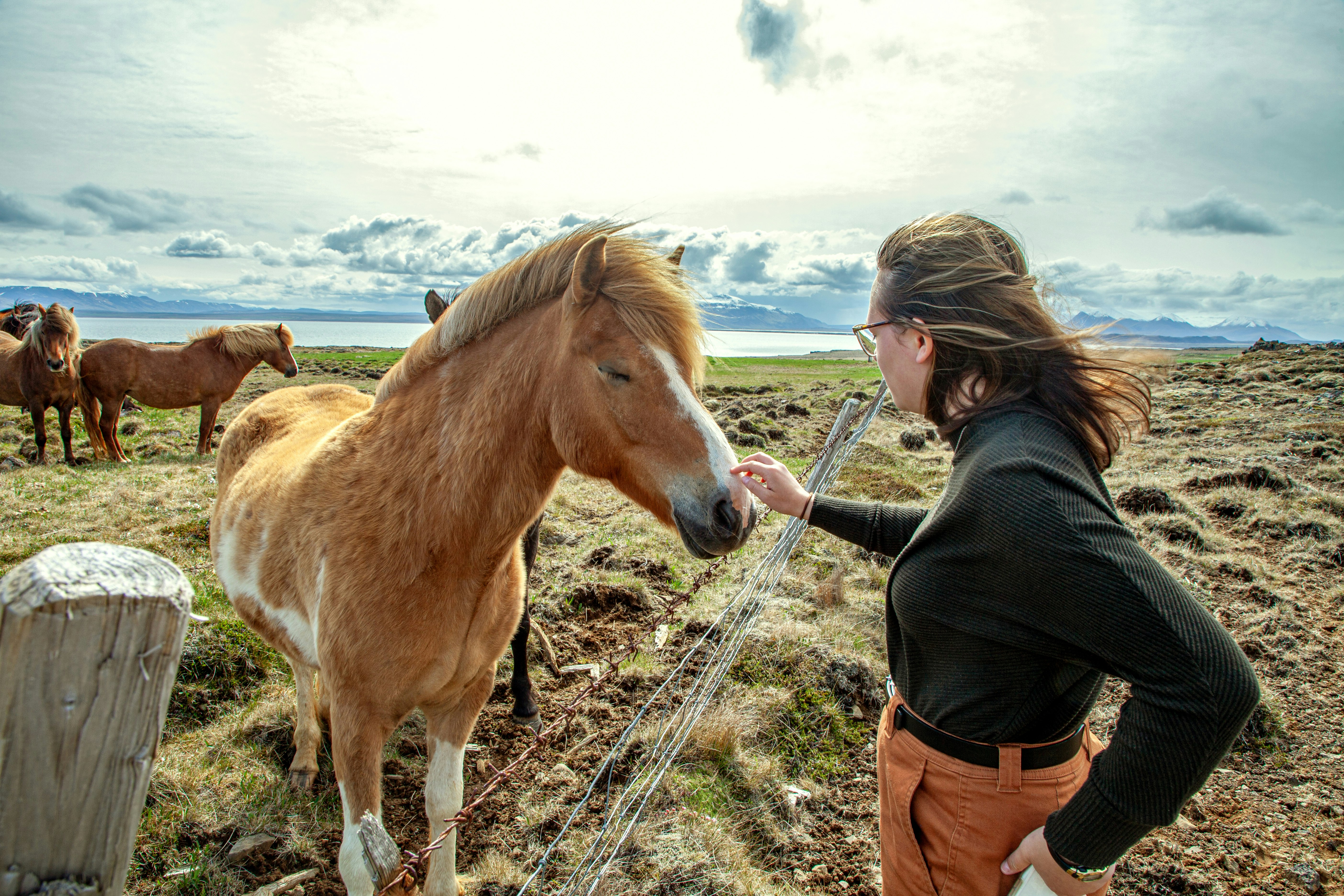 Young woman petting Icelandic horse in vast filed along fjord coastline with snow covered mountains and dramatic sky.